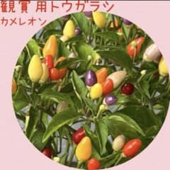 種子　観賞用トウガラシ(カメレオン) 25粒　オマケ付のサムネイル