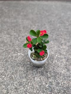 ユーフォルビア 花キリン 苗 多肉植物のサムネイル