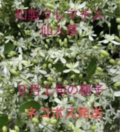クレマチス　抜き苗　ネコポス発送 クレマチス 抜き苗 第4種発送 - メルカリ