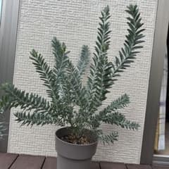 アカシア ブルーブッシュ 鉢植え 常緑樹　83cm アカシア ブルーブッシュ 鉢植え 常緑樹 83cm - メルカリ