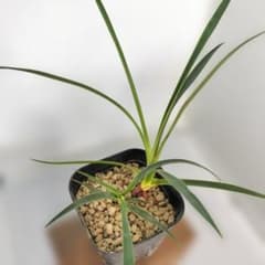 ユッカ カルネロサーナ 実生苗 2株セット 葉長約22cm【A】 - メルカリ