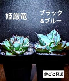 アガベ チタノタ 姫厳竜・BB 2株セット 厳選株まとめ売り（鉢ごと発送