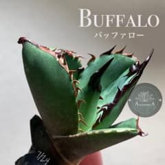 匿名配送【オークション】REZA血統　イラン　強棘　アガベ　Buffalo 亮*谷様 匿名配送【オークション】REZA血統 希少 高級 イラン アガベ