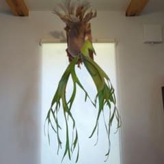 ウィリンキー ビカクシダ 壁掛け用 観葉植物のサムネイル