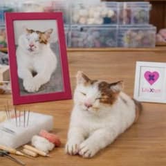 猫 羊毛フェルト オーダーメイド 写真から制作のサムネイル