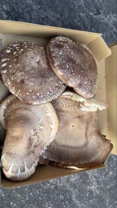 大分県産　原木生椎茸のサムネイル