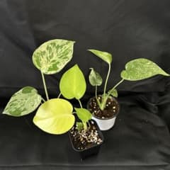 モンステラ デリシオーサ バルバソー&ゴールドリーフ&グリーンスノー3株SETのサムネイル