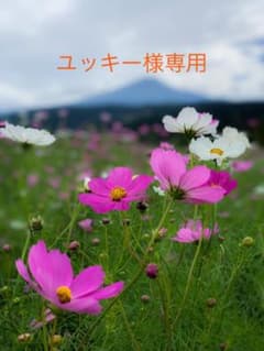 専用商品のサムネイル