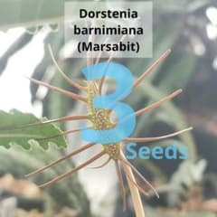 【種子 3粒】Marsabit産バルニミアナ ドルステニアのサムネイル