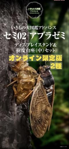 いきもの大図鑑アドバンス セミ02 アブラゼミ リュウキュウアブラゼミのサムネイル