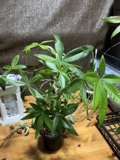パキラ 実生観葉植物のサムネイル