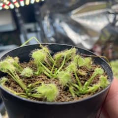 モウセンゴケ　Drosera rotundifolia食虫植物 観葉植物のサムネイル