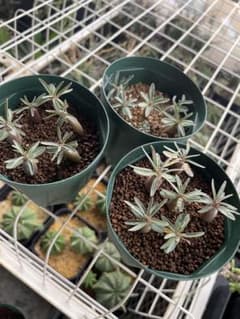 チタノタWHITE SPINE 鶴仙園invisible ink アガベ塊根|mercari