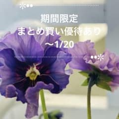 MieさまLA69♥石川園芸 ビオラレディ♥人気品種♥ポットごと発送