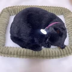 Perfect petzzz Black Cat黒いぬいぐるみ 丸まった姿勢のサムネイル