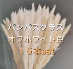 パンパスグラス オフホワイト 15本 観葉植物　ドライフラワー　テールリードのサムネイル