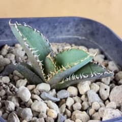 アガベ チタノタ 白豪刺 極白棘 超優良血統 子株 コレクション株