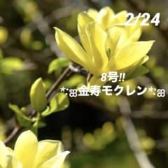 ①*ஐ希少品種！甘い香りで縁起も良い黄花*ஐマグノリア【金寿モクレン】苗木・8号 m76212374792_1.jpg?1771928378