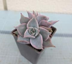 多肉植物 マディバ 抜き苗2頭 - メルカリ