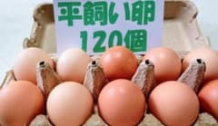 源さんの平飼い卵. M～2L120個10個入り12パック 朝採れ新鮮 - メルカリ