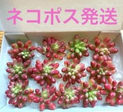 多肉植物 セダム 虹の玉錦 カット苗 - メルカリ