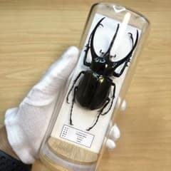 昆虫標本】コーカサスオオカブト ガラスケース入り - メルカリ
