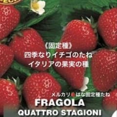固定種】四季なりイチゴのたね 70粒 イタリアの果実の種 家庭菜園 無