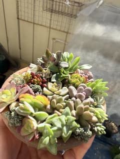 多肉植物　寄せ植え楽しんでくださいねセットのサムネイル