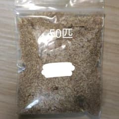 ミルワーム、爬虫類フードのサムネイル