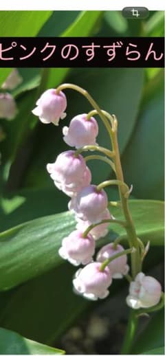 ピンクすずらん(芽出し苗)〖速達付〗のサムネイル