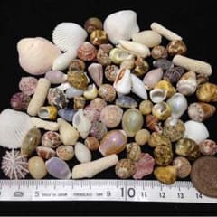 沖縄の可愛い貝殻☆Sサイズのサムネイル