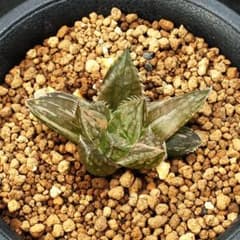 ハオルチア　夏茜　多肉植物260531のサムネイル