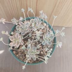 ①子持ち蓮華錦、鏡花。 - メルカリ