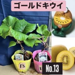 ゴールドキウイ　雄雌セット　No.13のサムネイル