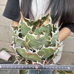 513 アガベ チタノタ 白鯨超大株 包葉株 ホイルタイプ コレクション株