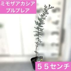 ミモザアカシアプルプレア　55センチ　現品⑤ 宅急便発送致しますのサムネイル