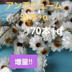 8 アンモビューム 50本+α ドライフラワー 花材のサムネイル