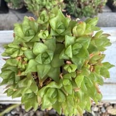 ハオルチア　抜き苗のサムネイル