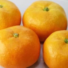 dante様専用のサムネイル