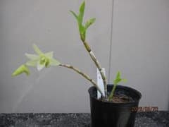 キバナノセッコク　白花　苗１株のサムネイル