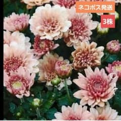 菊苗　ガーデンマム　スプレー菊 抜き苗3株セット　宿根草のサムネイル