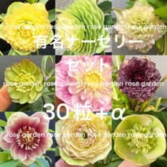 クリスマスローズ 種子 有名ナーセリー30粒セット - メルカリ