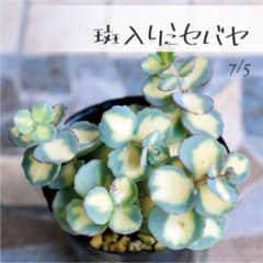 多肉植物【斑入りミセバヤ】セダム ポットごと or 抜き苗 6㎝ポット