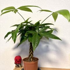 【ねじりパキラ実生5株】「発財樹」縁起良し！金運アップの観葉植物のサムネイル