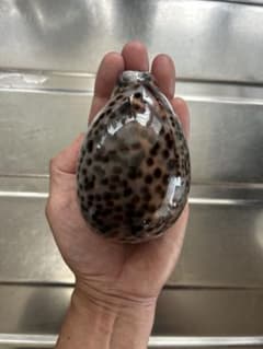 超特大タカラ貝11x7x6cm 特大ヤツシロ貝15x10x7cmのサムネイル