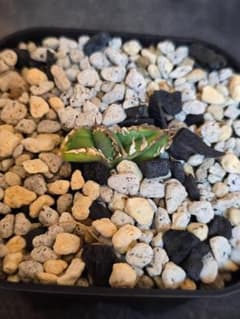 Agave IVORY W.A2 子株 発根済 訳アリ格安注意事項 - メルカリ