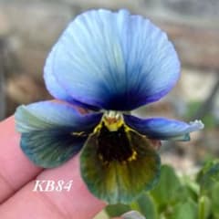 KB84】神戸べっぴんさんビオラ幻夢種15粒パンジー種ビオラ種レア品種