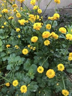 グランドカバー植物 小さな黄色い花のサムネイル