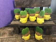 ひよこのハートホヤのサムネイル