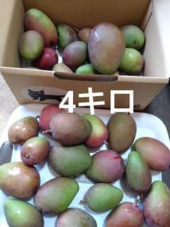 グリーンマンゴー4キロ（サラダ・漬物）※必ず商品説明読んで下さい。のサムネイル